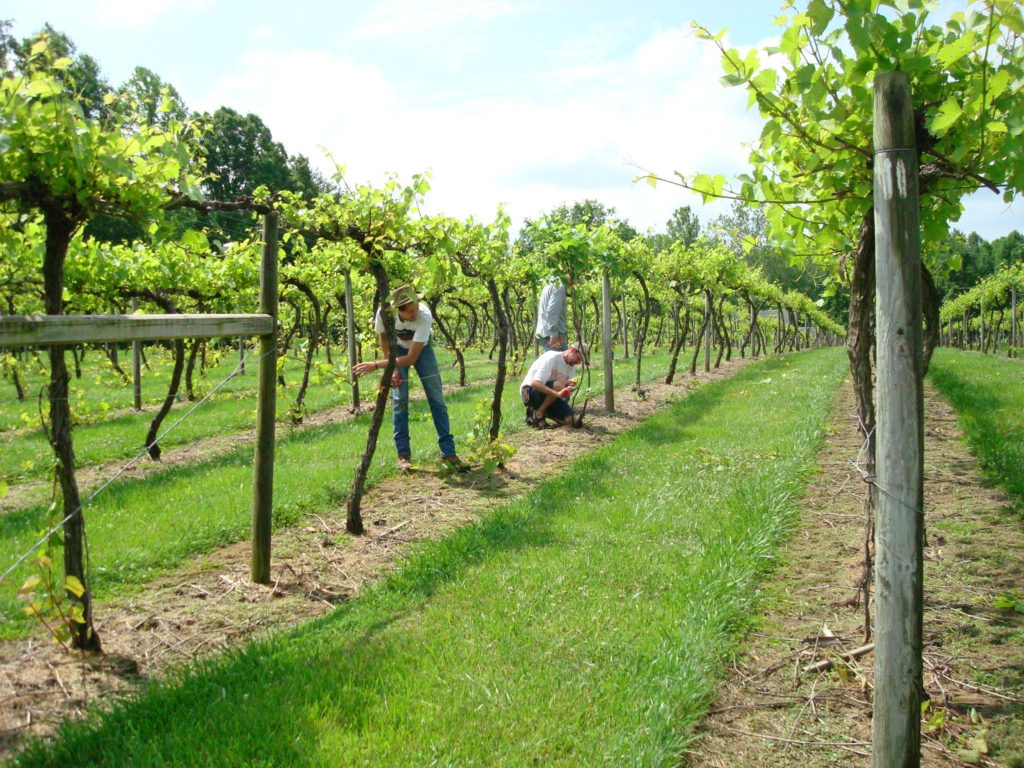 spring vineyard work